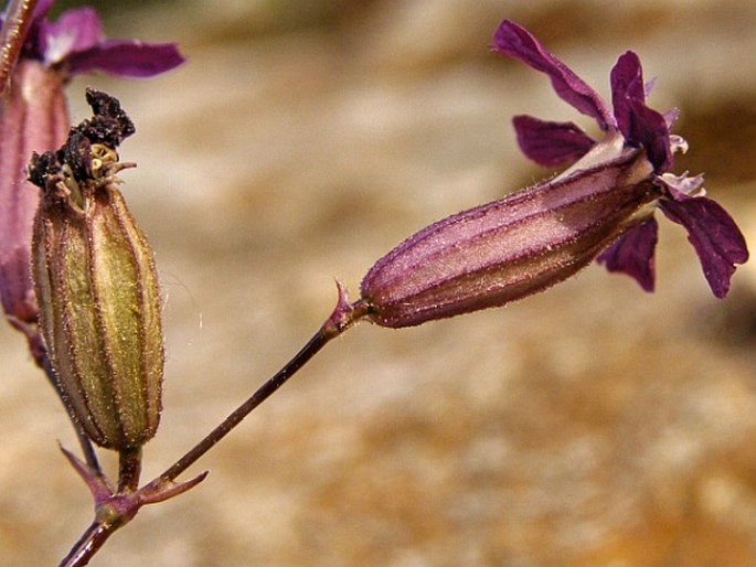 Viscaria vulgaris subsp. atropurpurea