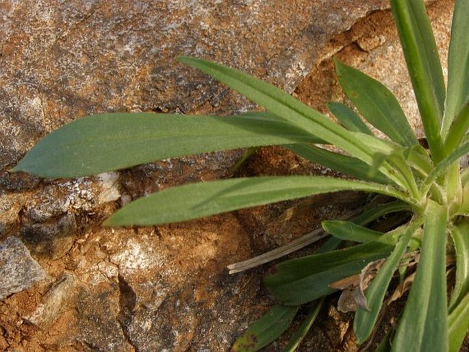 Viscaria vulgaris subsp. atropurpurea