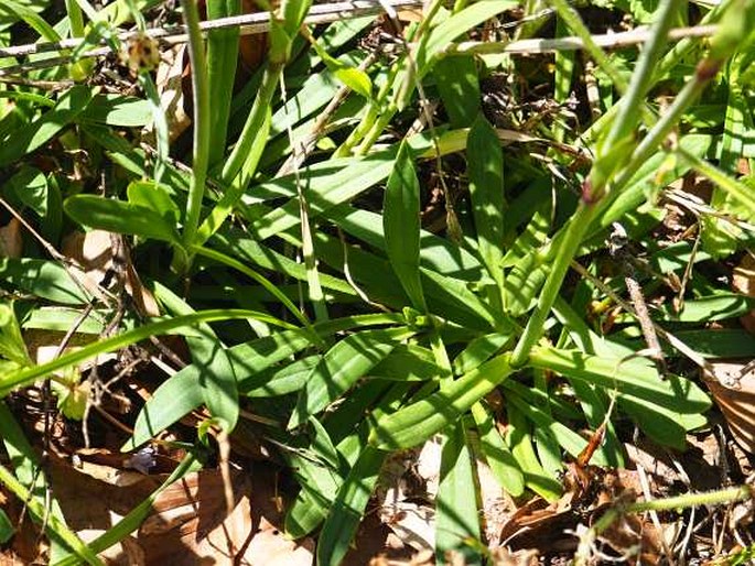 Viscaria vulgaris subsp. atropurpurea
