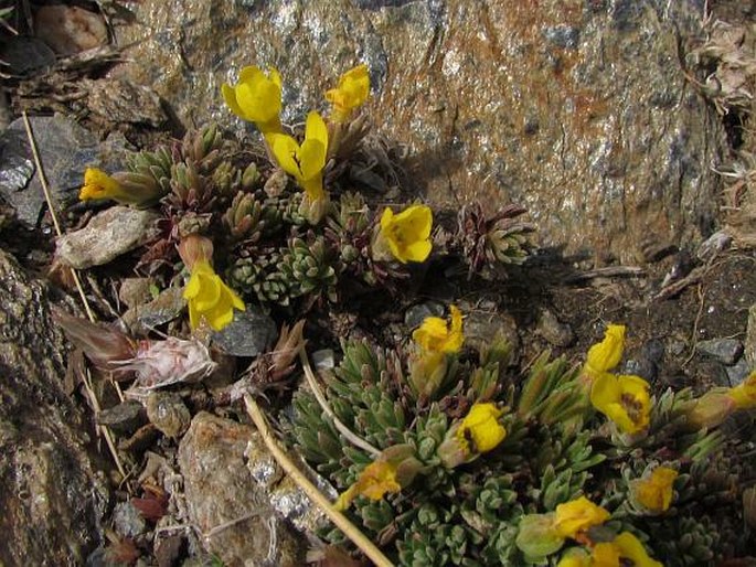 VITALIANA PRIMULIFLORA subsp. ASSOANA M. Laínz – drnečka