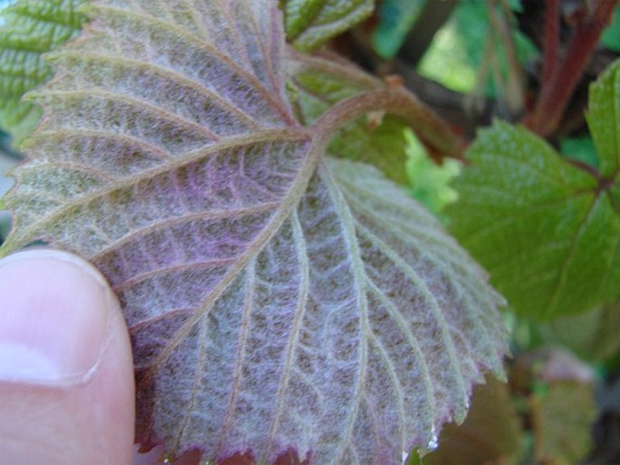 Vitis coignetiae