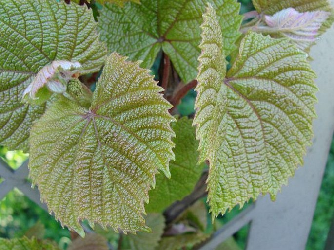 Vitis coignetiae