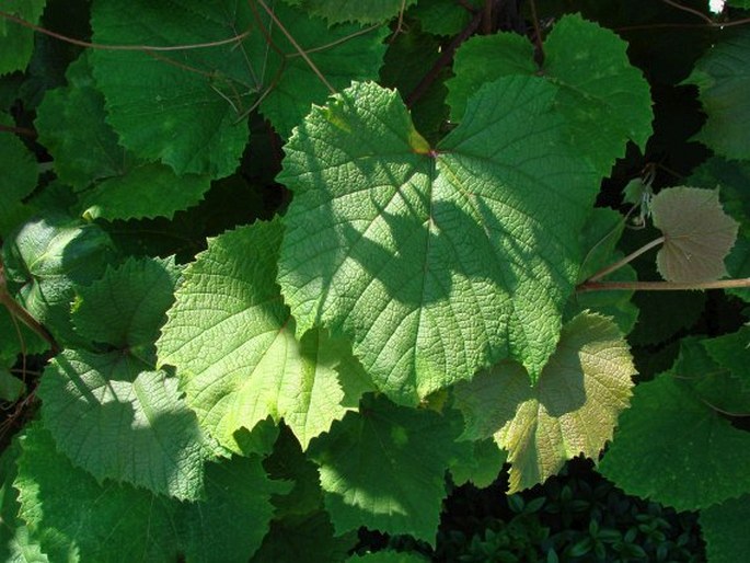 Vitis coignetiae