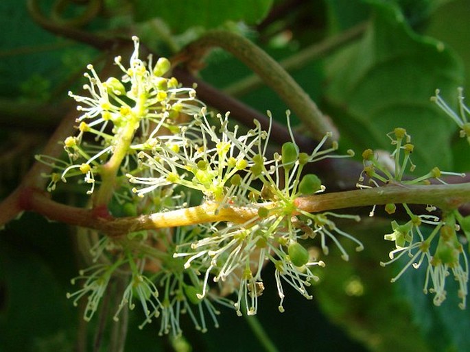 Vitis coignetiae