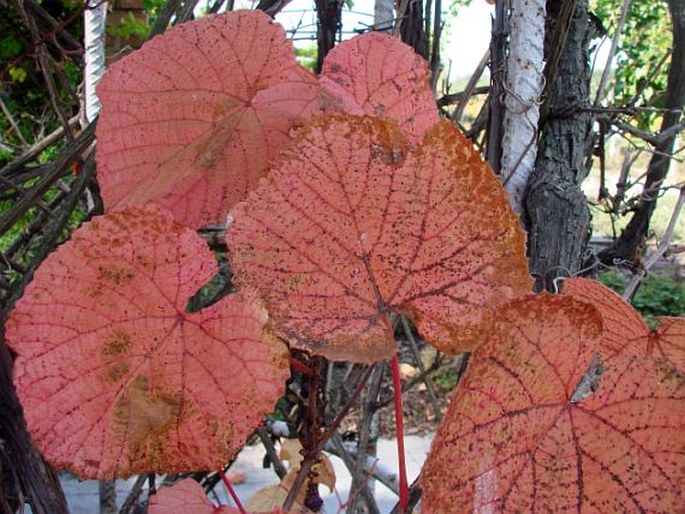 Vitis coignetiae