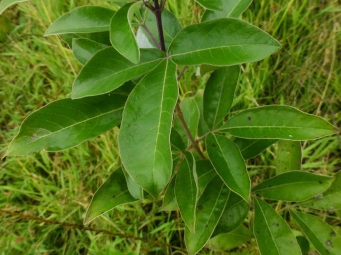 Vitex trifolia