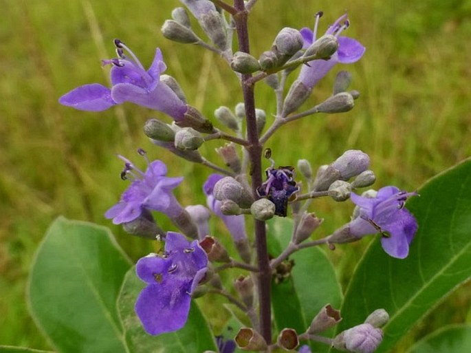 Vitex trifolia