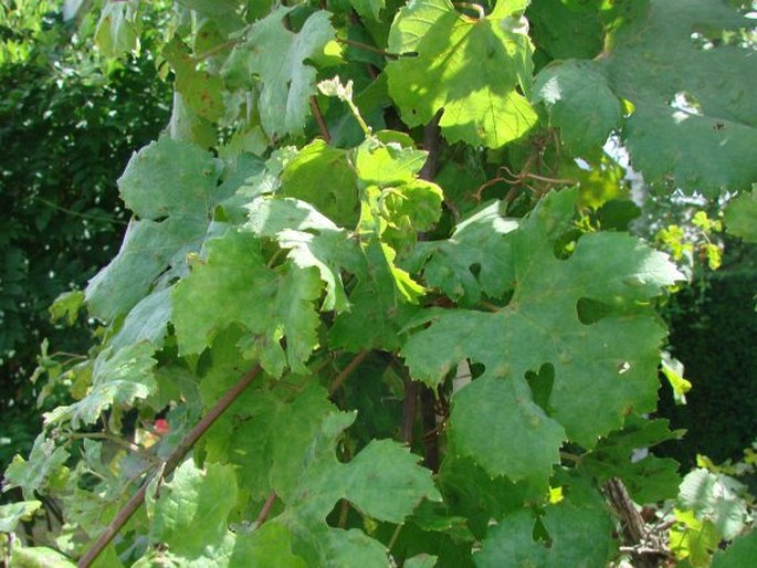 Vitis vinifera subsp. sylvestris