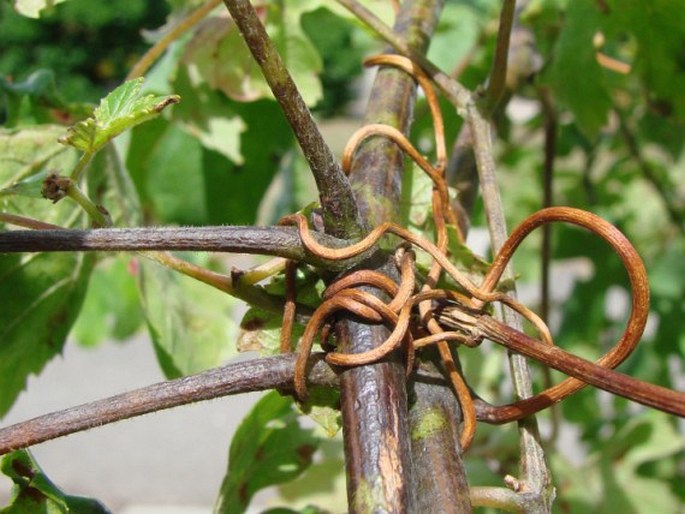 Vitis vinifera subsp. sylvestris