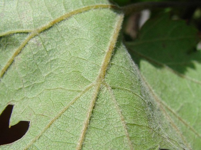 Vitis vinifera subsp. sylvestris