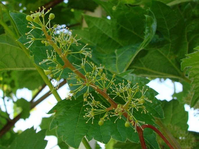 Vitis riparia