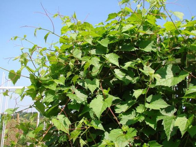 Vitis riparia