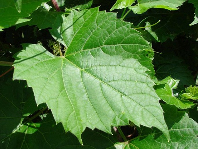 Vitis riparia