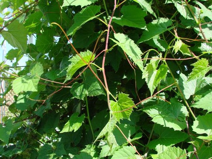 Vitis riparia