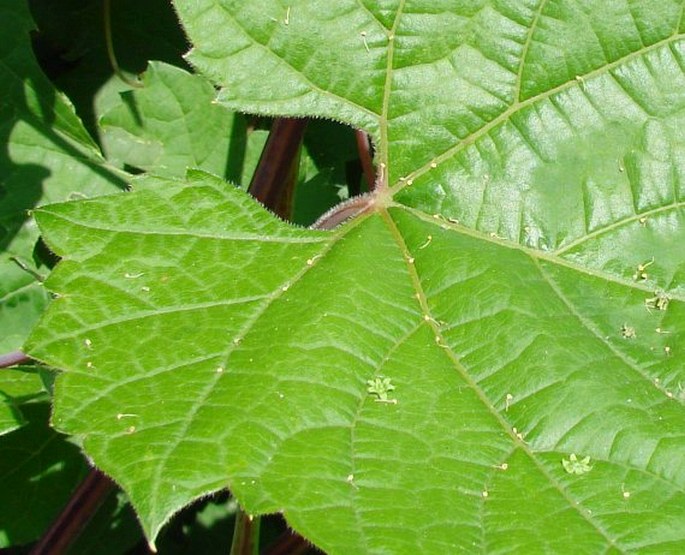 VITIS RIPARIA Michx.