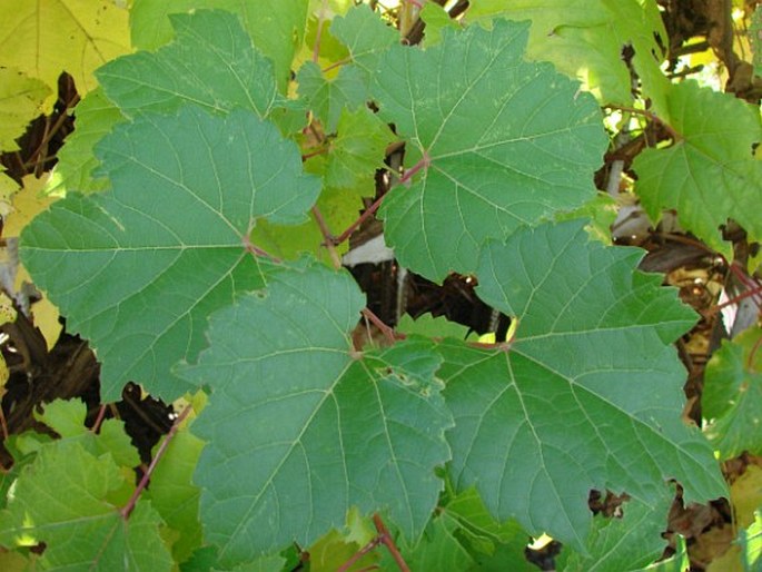 Vitis riparia