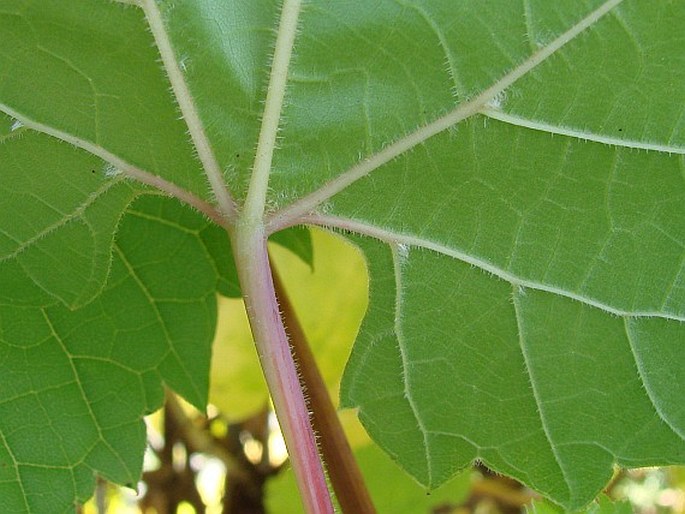 Vitis riparia