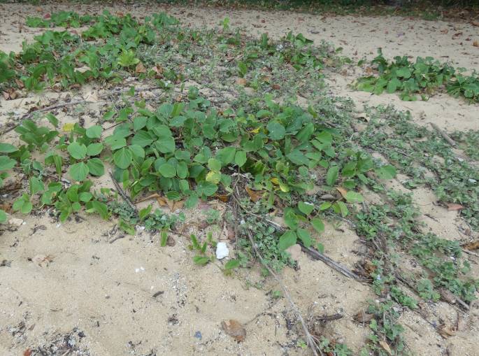 Vitex rotundifolia