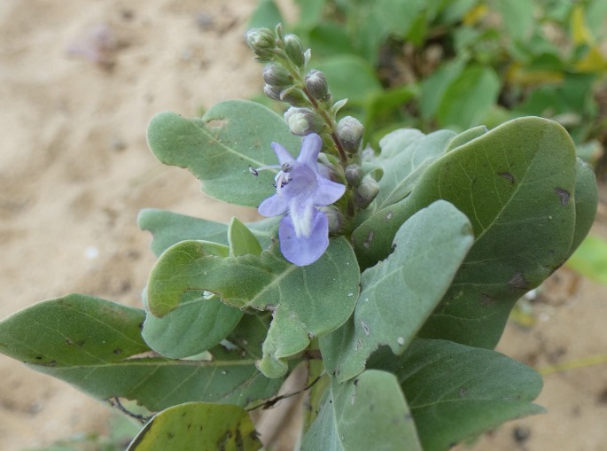 Vitex rotundifolia