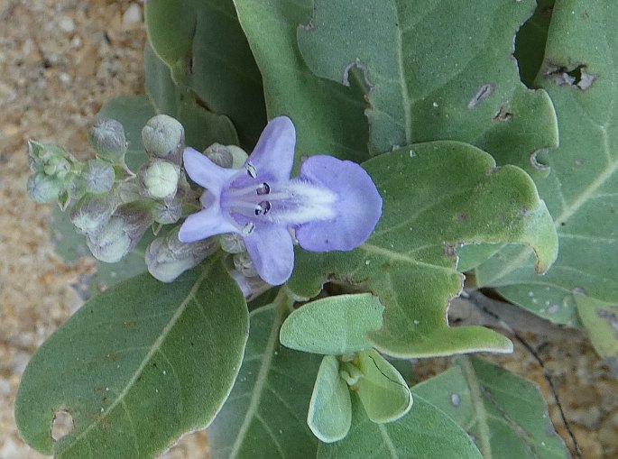 Vitex rotundifolia