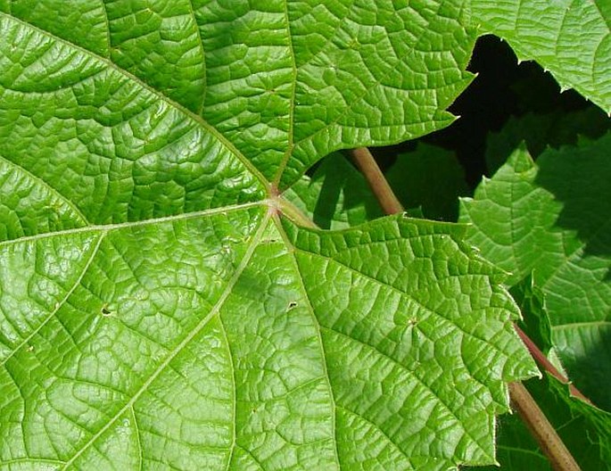 VITIS VULPINA L.