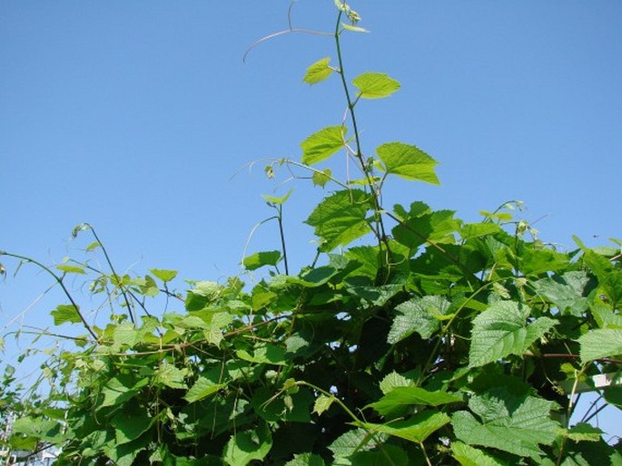 Vitis vulpina