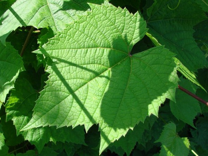 Vitis vulpina