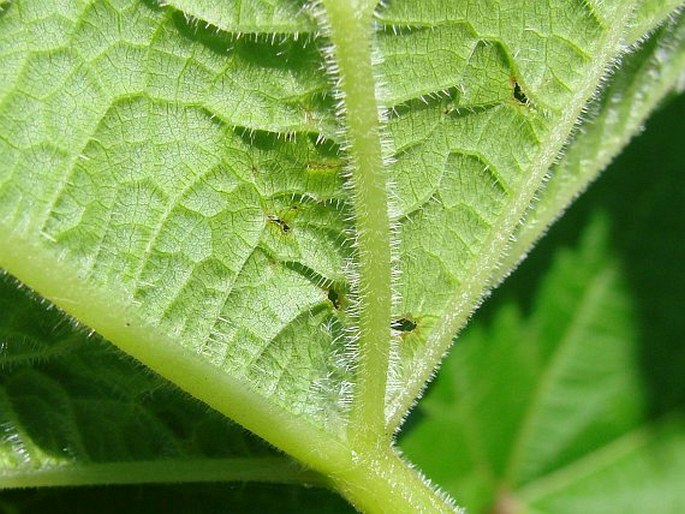 Vitis vulpina