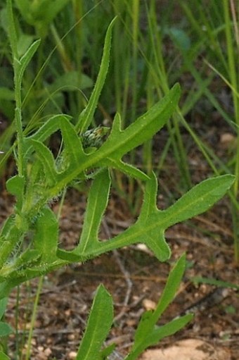 Volutaria lippii