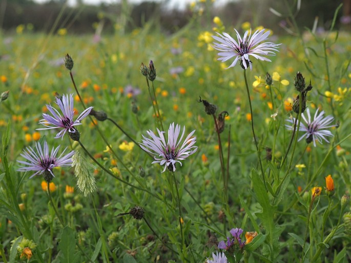 Volutaria lippii