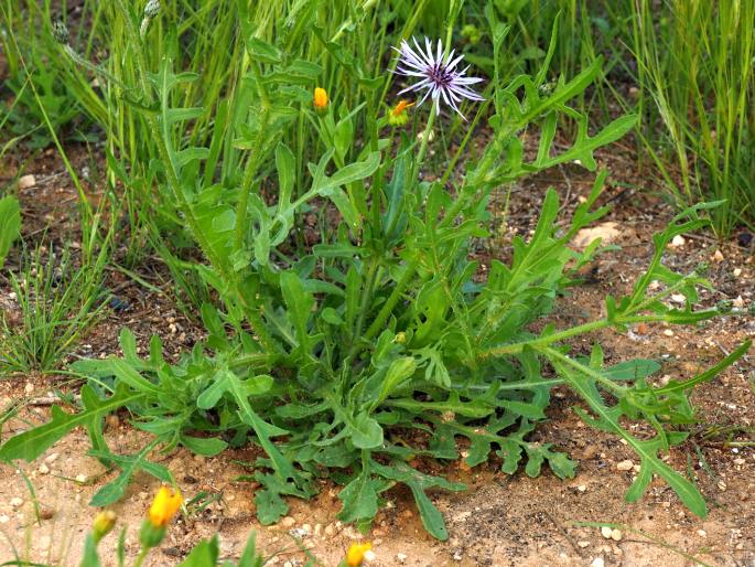 Volutaria lippii