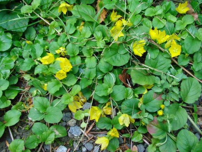 Lysimachia nummularia