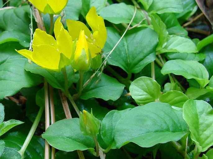 Lysimachia nummularia