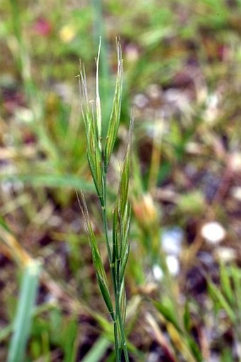 Vulpia bromoides