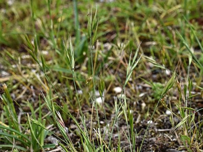 VULPIA BROMOIDES (L.) Gray – mrvka sveřepovitá / mrvka xxx