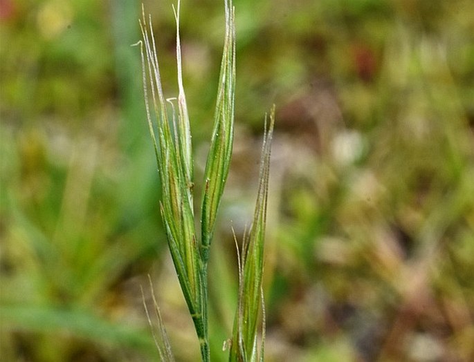 Vulpia bromoides