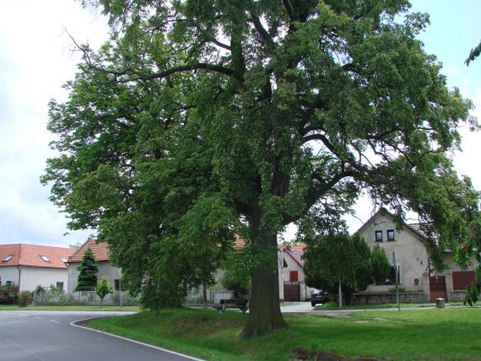 Lípa a jírovec u svatého Donáta ve Vykáni