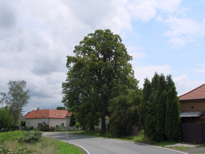 Lípa a jírovec u svatého Donáta ve Vykáni