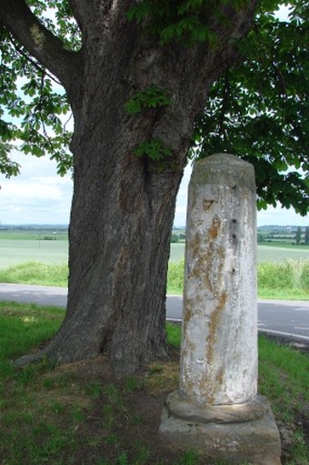 Lípa a jírovec u svatého Donáta ve Vykáni