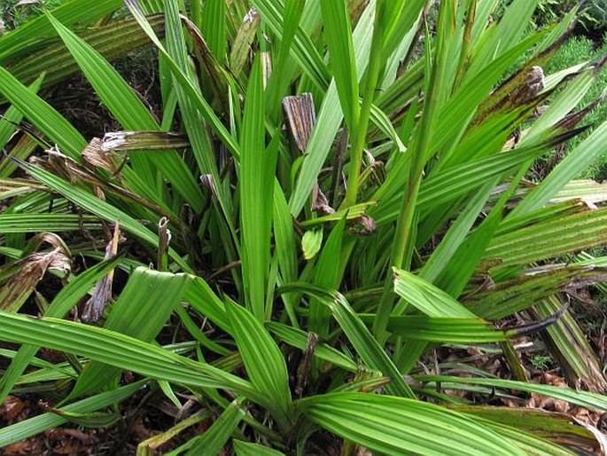 Wachendorfia thyrsiflora