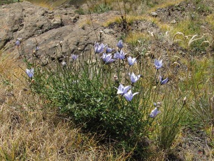 Wahlenbergia cuspidata