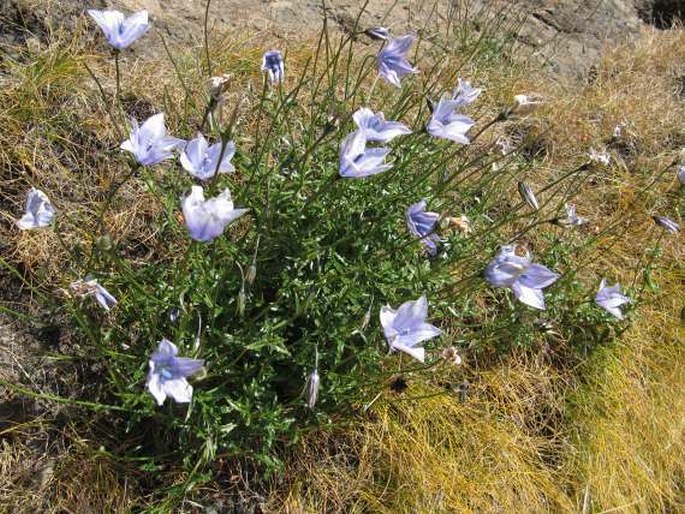 Wahlenbergia cuspidata