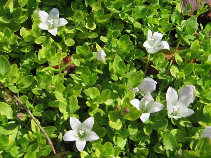 Wahlenbergia procumbens