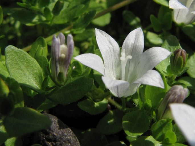 Wahlenbergia procumbens