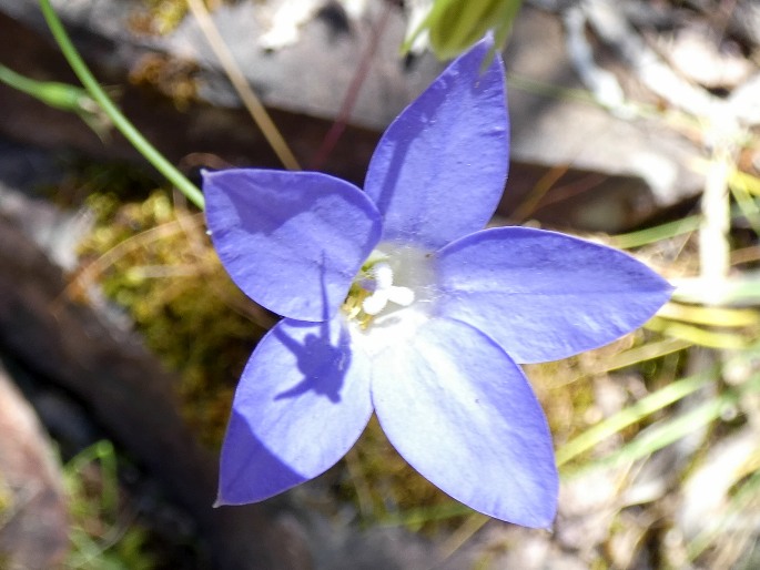 Wahlenbergia stricta