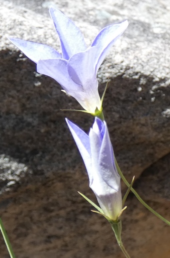 Wahlenbergia stricta