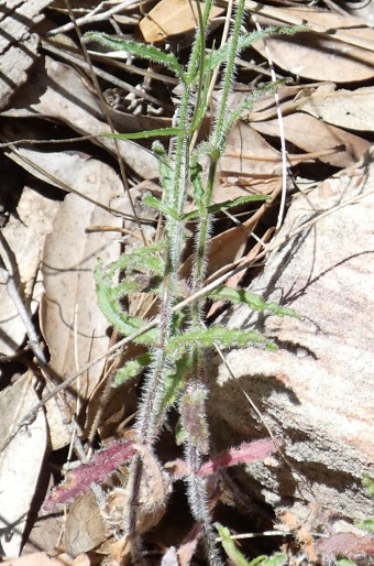 Wahlenbergia stricta