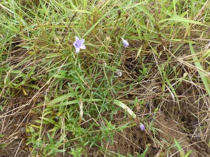 Wahlenbergia undulata