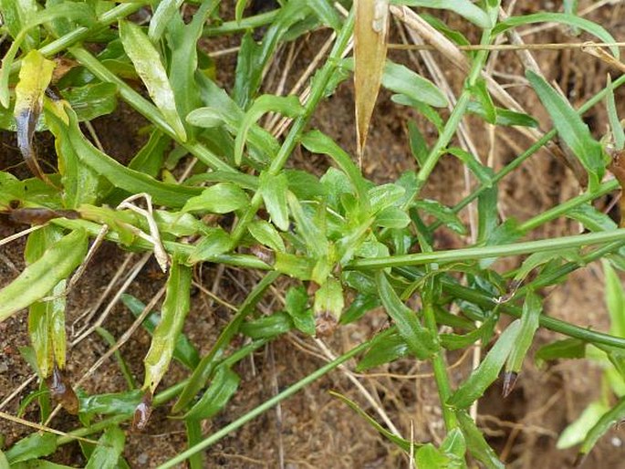 Wahlenbergia undulata