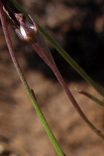 Wahlenbergia virgata